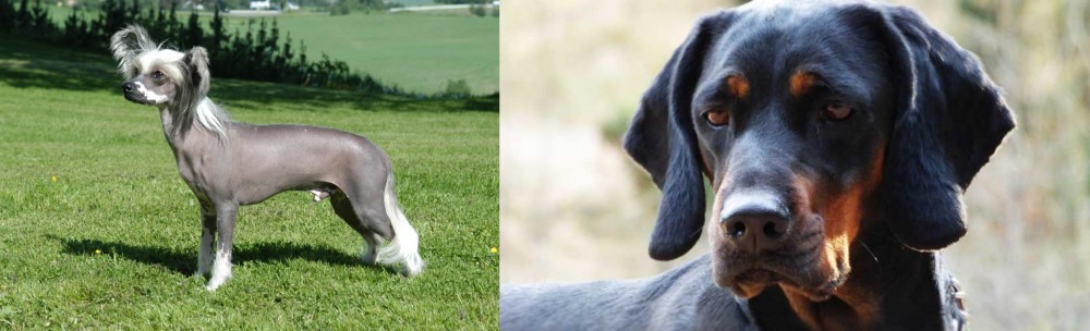 Polish Hunting Dog vs Chinese Crested Dog - Breed Comparison