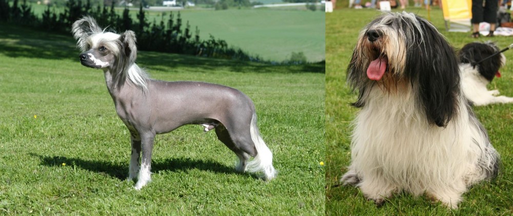 Polish Lowland Sheepdog vs Chinese Crested Dog - Breed Comparison