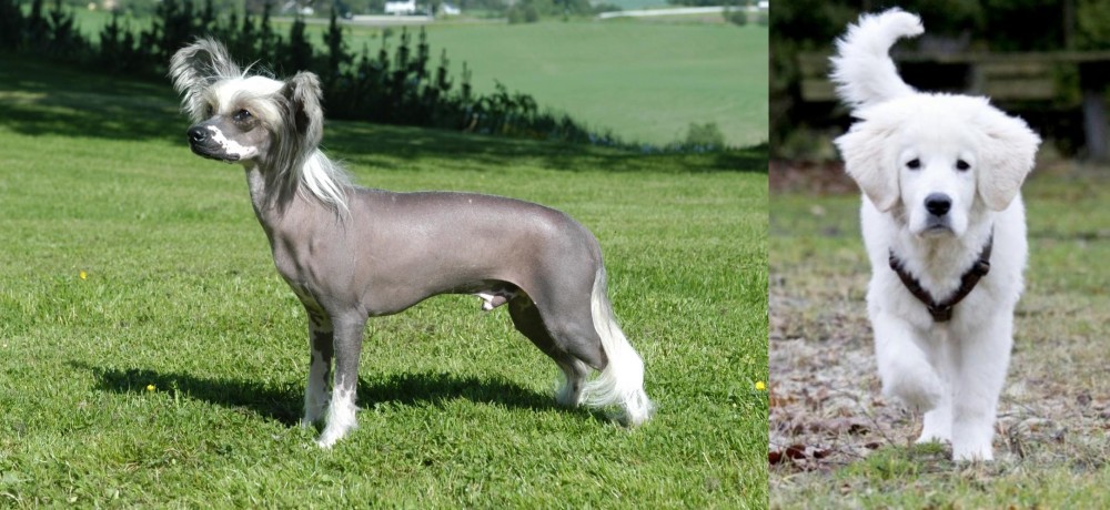 Polish Tatra Sheepdog vs Chinese Crested Dog - Breed Comparison