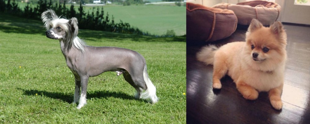 Pomeranian vs Chinese Crested Dog - Breed Comparison