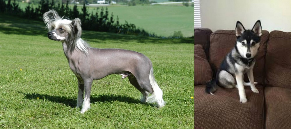 Pomsky vs Chinese Crested Dog - Breed Comparison