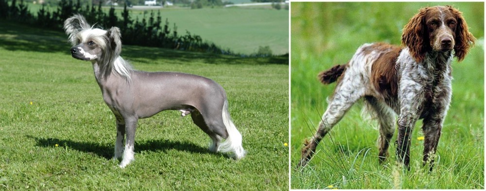 Pont-Audemer Spaniel vs Chinese Crested Dog - Breed Comparison