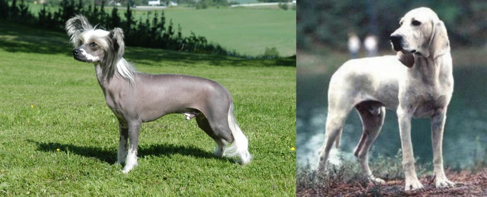 Porcelaine vs Chinese Crested Dog - Breed Comparison