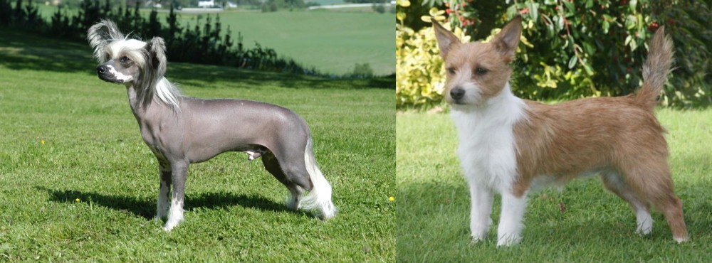 Portuguese Podengo vs Chinese Crested Dog - Breed Comparison