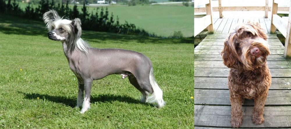 Portuguese Water Dog vs Chinese Crested Dog - Breed Comparison