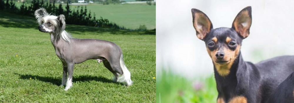 Prazsky Krysarik vs Chinese Crested Dog - Breed Comparison