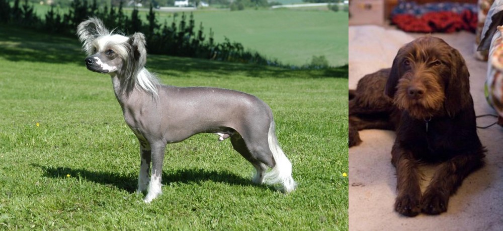 Pudelpointer vs Chinese Crested Dog - Breed Comparison