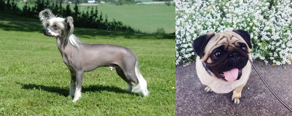 Pug vs Chinese Crested Dog - Breed Comparison