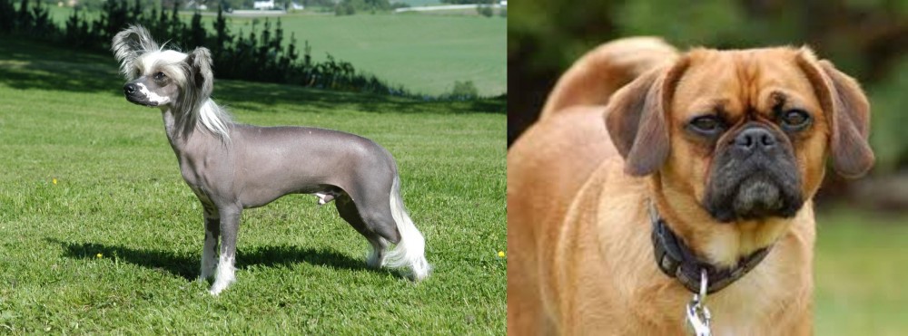 Pugalier vs Chinese Crested Dog - Breed Comparison