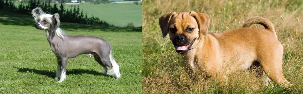 Puggle vs Chinese Crested Dog - Breed Comparison