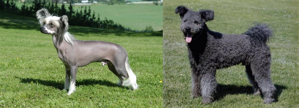 Pumi vs Chinese Crested Dog - Breed Comparison