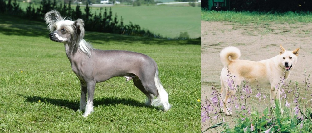 Pungsan Dog vs Chinese Crested Dog - Breed Comparison