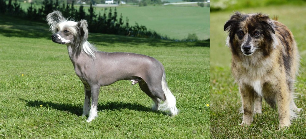 Pyrenean Shepherd vs Chinese Crested Dog - Breed Comparison