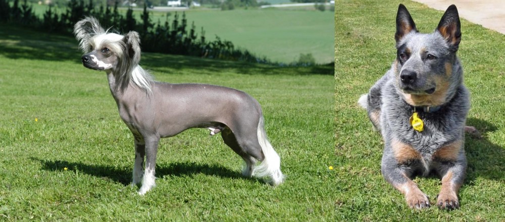Queensland Heeler vs Chinese Crested Dog - Breed Comparison