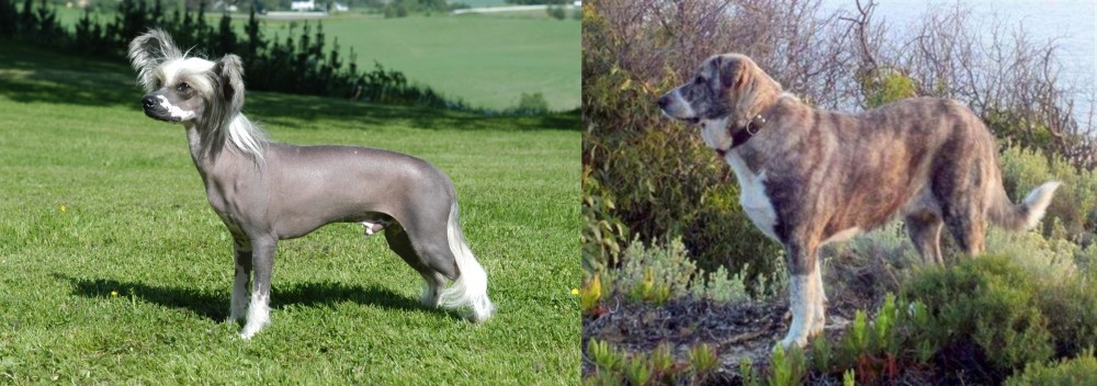Rafeiro do Alentejo vs Chinese Crested Dog - Breed Comparison