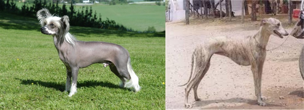 Rampur Greyhound vs Chinese Crested Dog - Breed Comparison