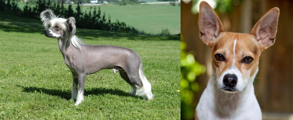 Rat Terrier vs Chinese Crested Dog - Breed Comparison