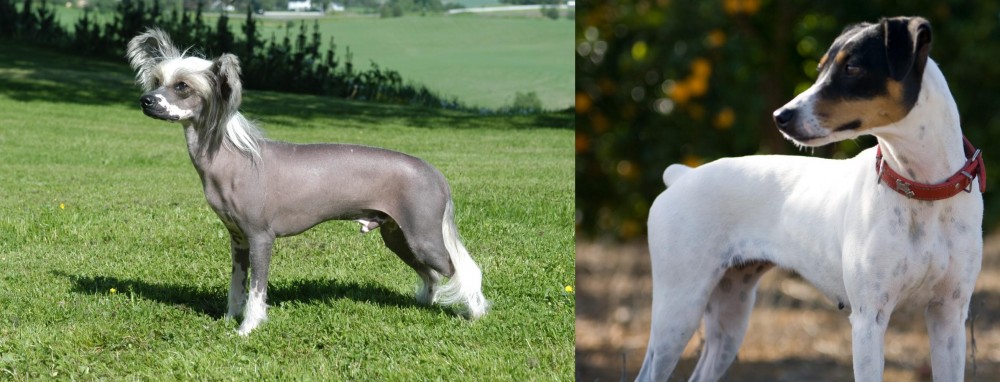 Ratonero Bodeguero Andaluz vs Chinese Crested Dog - Breed Comparison