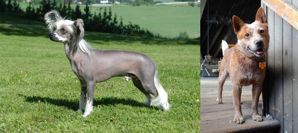 Red Heeler vs Chinese Crested Dog - Breed Comparison