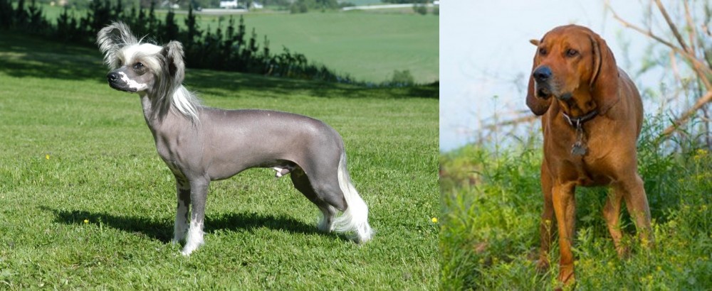 Redbone Coonhound vs Chinese Crested Dog - Breed Comparison