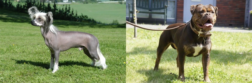Renascence Bulldogge vs Chinese Crested Dog - Breed Comparison