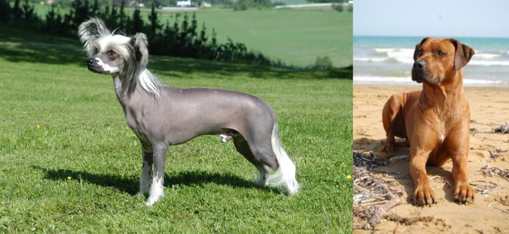 Rhodesian Ridgeback vs Chinese Crested Dog - Breed Comparison
