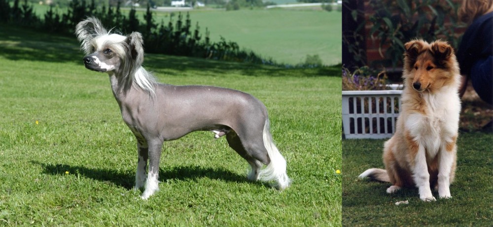 Rough Collie vs Chinese Crested Dog - Breed Comparison