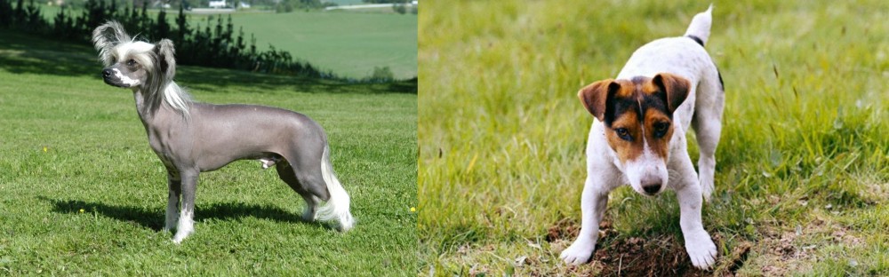 Russell Terrier vs Chinese Crested Dog - Breed Comparison