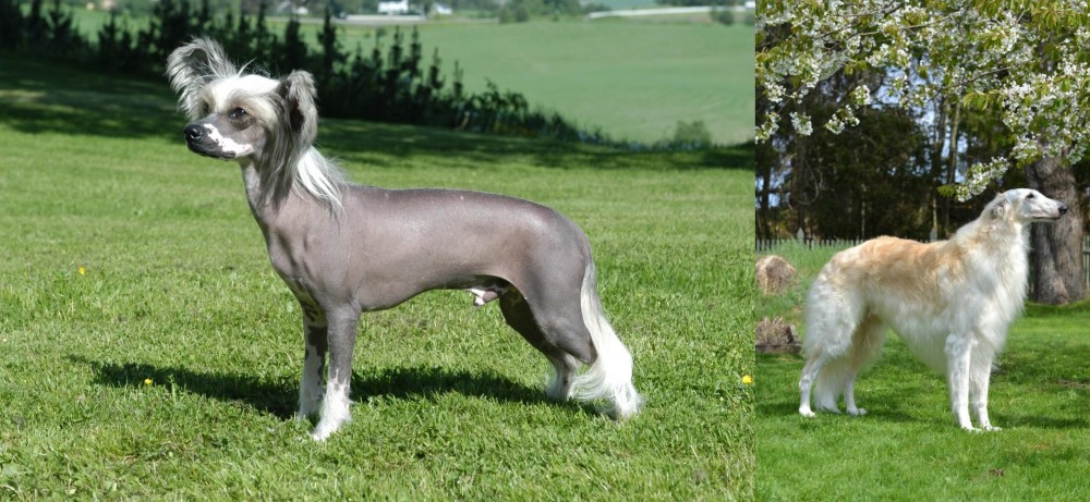 Russian Hound vs Chinese Crested Dog - Breed Comparison