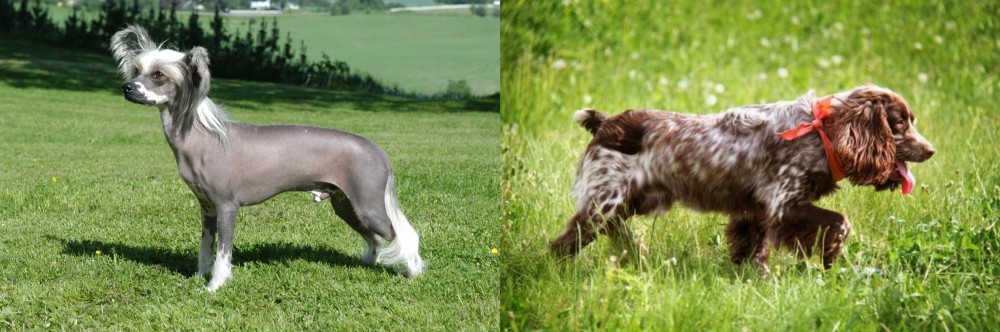 Russian Spaniel vs Chinese Crested Dog - Breed Comparison