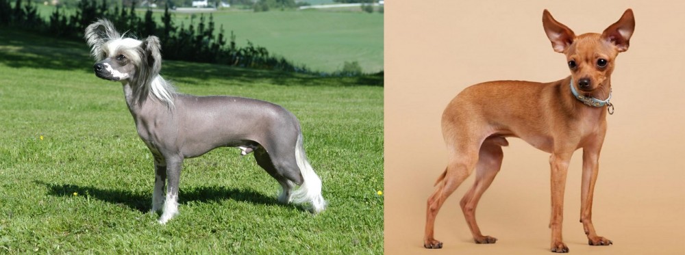 Russian Toy Terrier vs Chinese Crested Dog - Breed Comparison