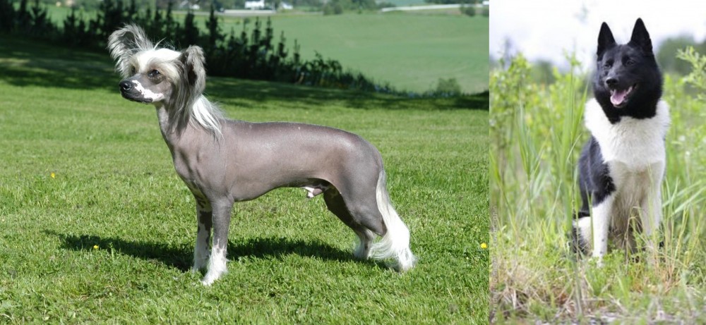 Russo-European Laika vs Chinese Crested Dog - Breed Comparison