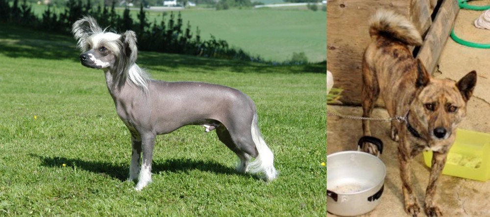 Ryukyu Inu vs Chinese Crested Dog - Breed Comparison