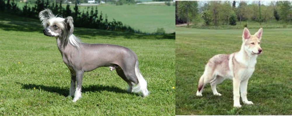Saarlooswolfhond vs Chinese Crested Dog - Breed Comparison