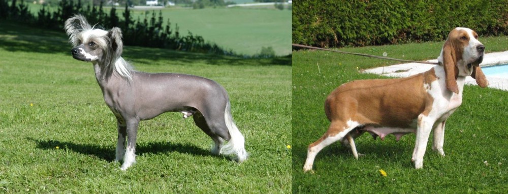 Sabueso Espanol vs Chinese Crested Dog - Breed Comparison