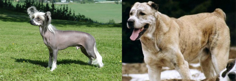 Sage Koochee vs Chinese Crested Dog - Breed Comparison