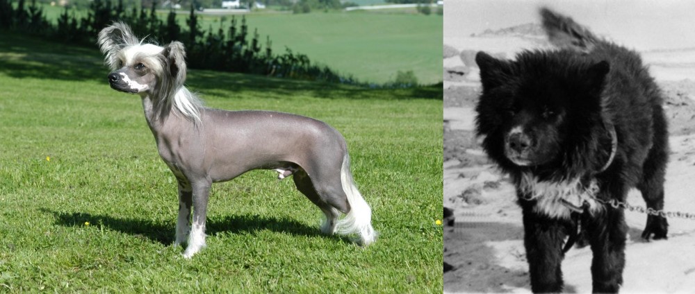 Sakhalin Husky vs Chinese Crested Dog - Breed Comparison
