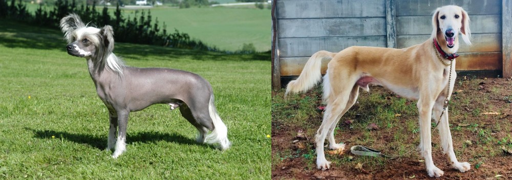 Saluki vs Chinese Crested Dog - Breed Comparison
