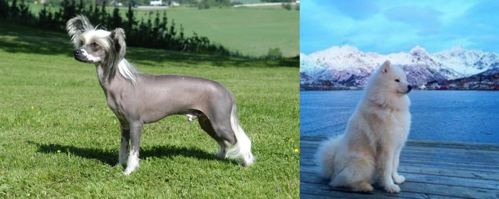 Samoyed vs Chinese Crested Dog - Breed Comparison