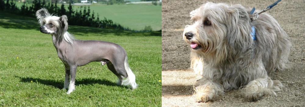 Sapsali vs Chinese Crested Dog - Breed Comparison