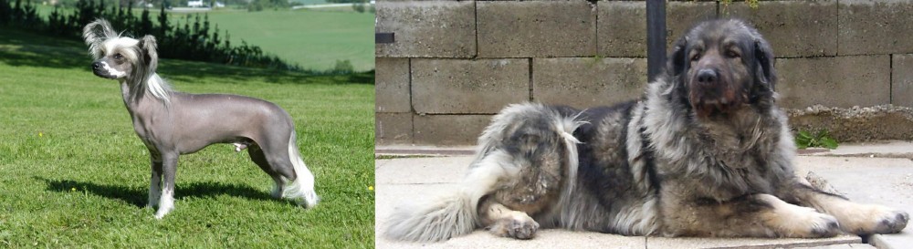 Sarplaninac vs Chinese Crested Dog - Breed Comparison