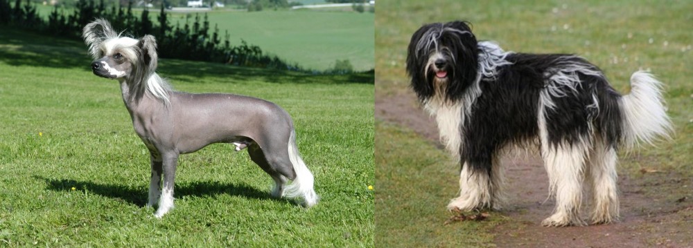 Schapendoes vs Chinese Crested Dog - Breed Comparison