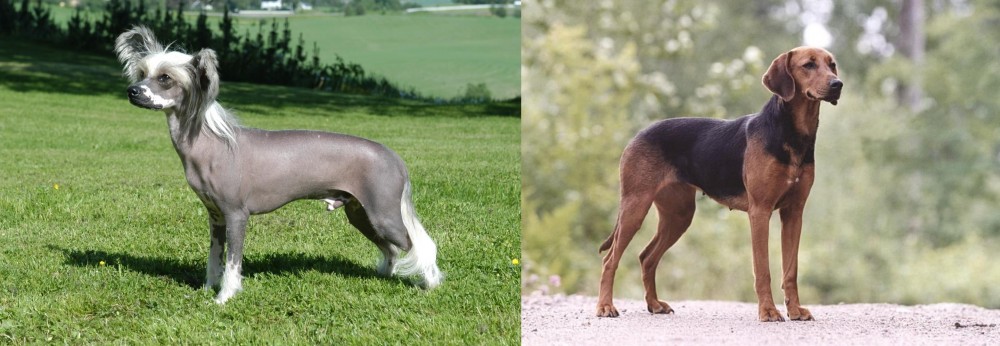 Schillerstovare vs Chinese Crested Dog - Breed Comparison
