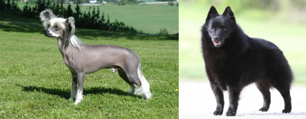 Schipperke vs Chinese Crested Dog - Breed Comparison