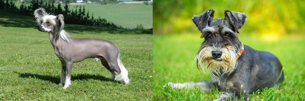 Schnauzer vs Chinese Crested Dog - Breed Comparison