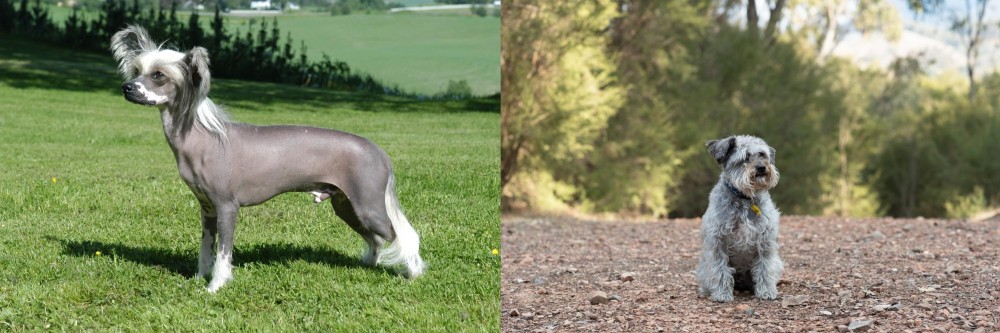 Schnoodle vs Chinese Crested Dog - Breed Comparison