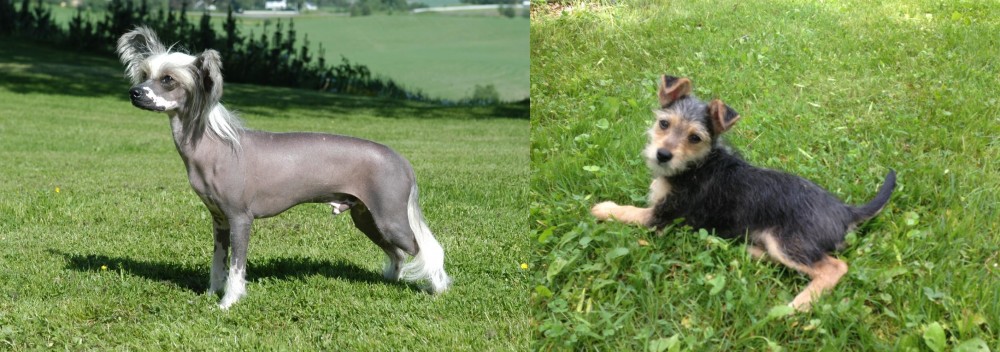 Schnorkie vs Chinese Crested Dog - Breed Comparison