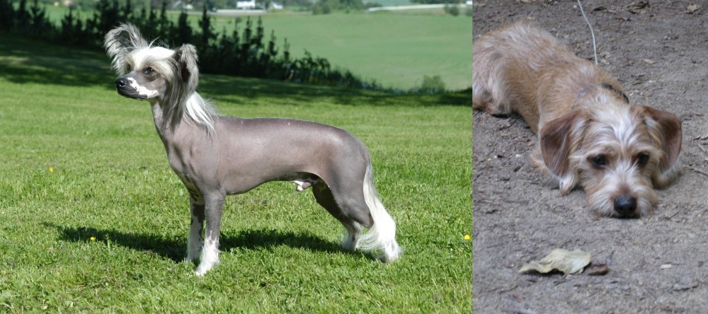 Schweenie vs Chinese Crested Dog - Breed Comparison