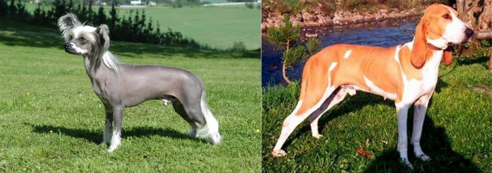 Schweizer Laufhund vs Chinese Crested Dog - Breed Comparison