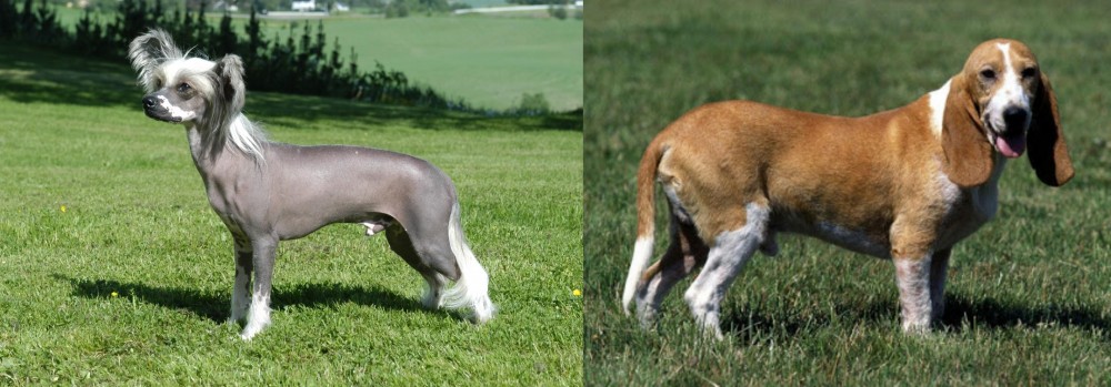 Schweizer Niederlaufhund vs Chinese Crested Dog - Breed Comparison